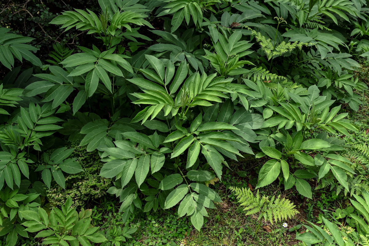 Изображение особи Sambucus ebulus.