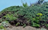 Juniperus sargentii. Вегетирующие растения в сообществе с Rhodiola, Adenophora, Artemisia. Курильские о-ва, о-в Итуруп, окр. мыса Угольный, на скале. 22.08.2023.