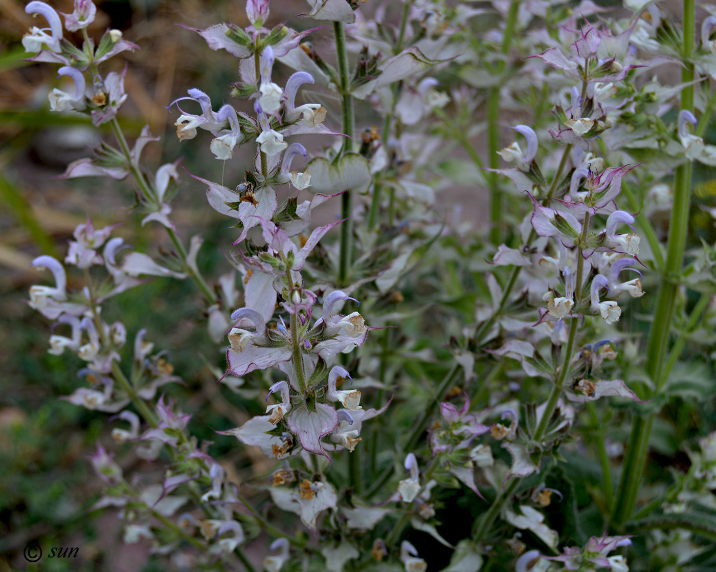 Image of Salvia sclarea specimen.