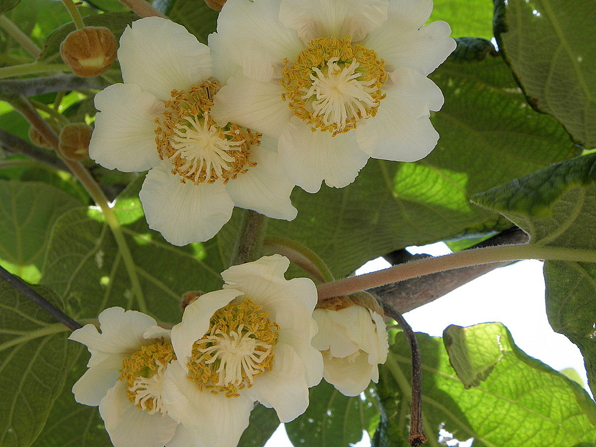 Image of Actinidia chinensis var. deliciosa specimen.