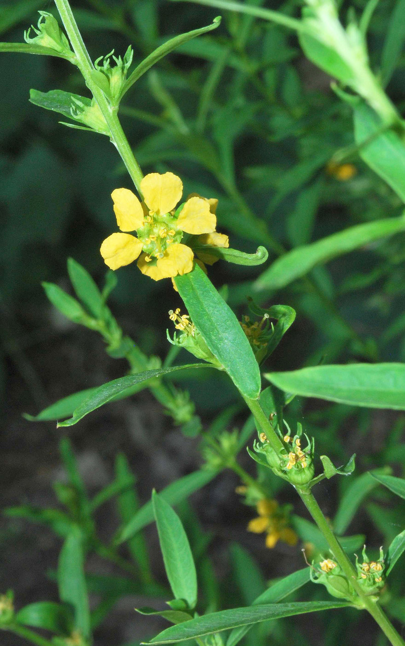 Изображение особи Heimia salicifolia.