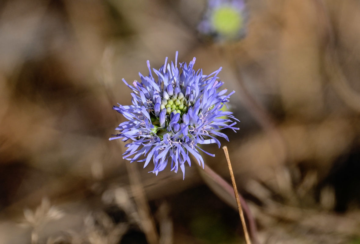 Image of Jasione montana specimen.