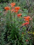 Lilium lancifolium. Цветущие растения. Сахалин, Холмский гор. округ, окр. мыса Слепиковского, луговой склон. 26.08.2023.