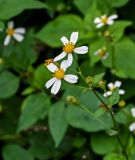 Bidens pilosa. Соцветия. Китай, Гуанси-Чжуанский автономный р-н, г. Синпин, опушка широколиственного леса. 01.06.2024.