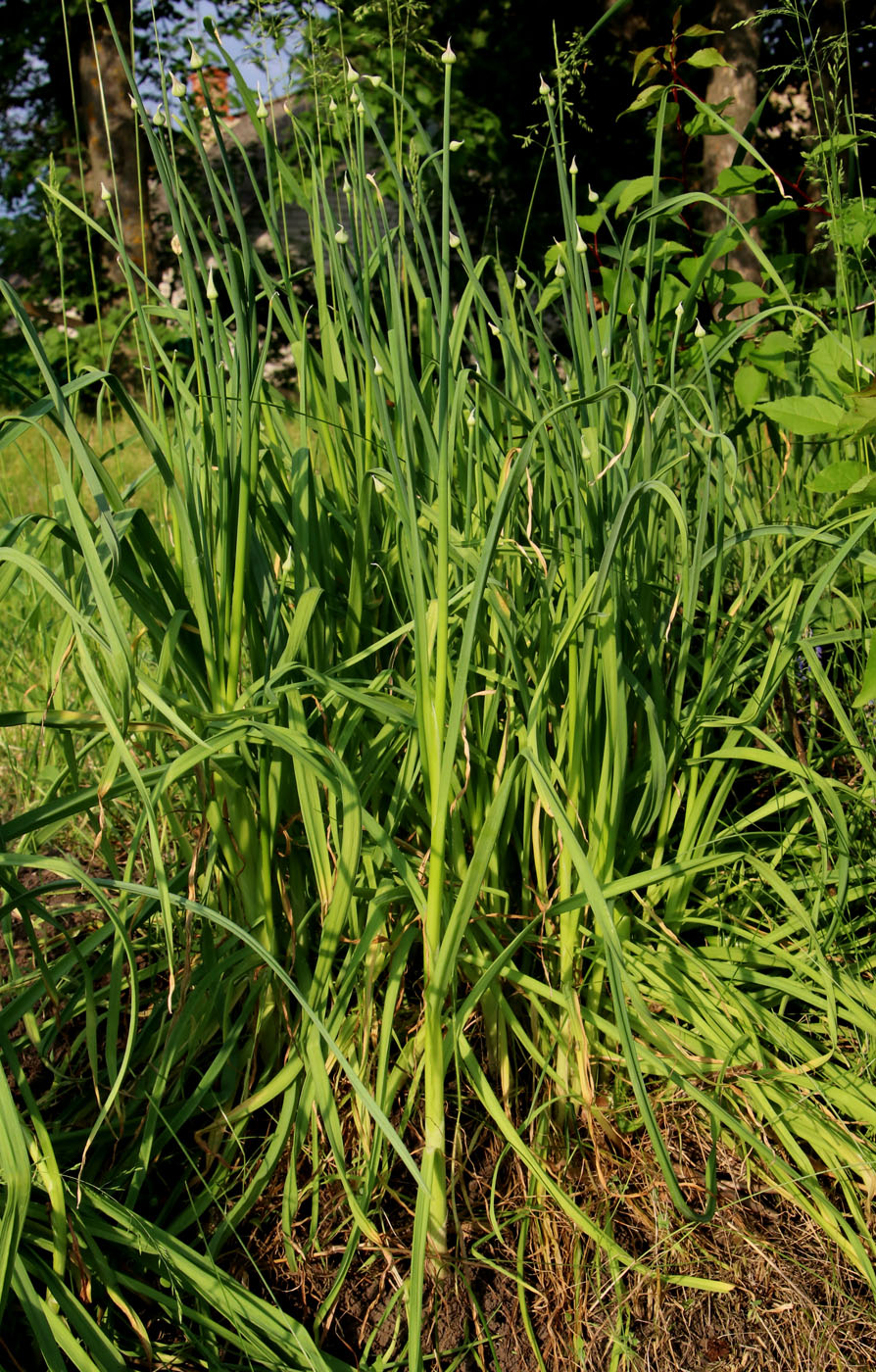 Изображение особи Allium caeruleum.