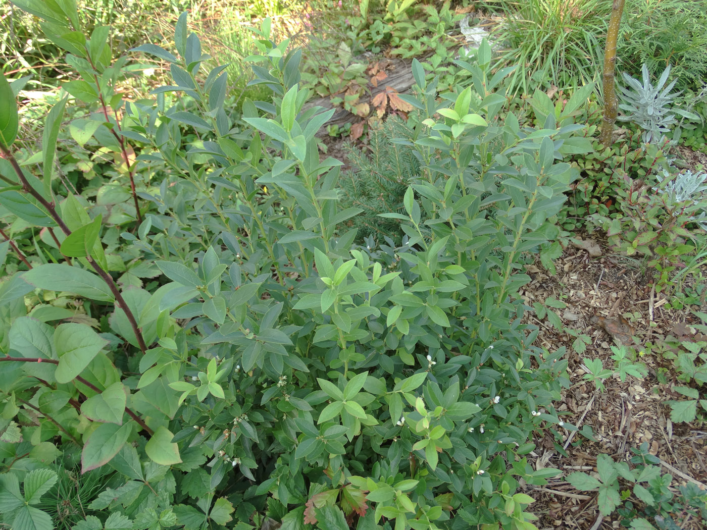 Image of Vaccinium angustifolium specimen.