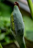 Alocasia macrorrhizos