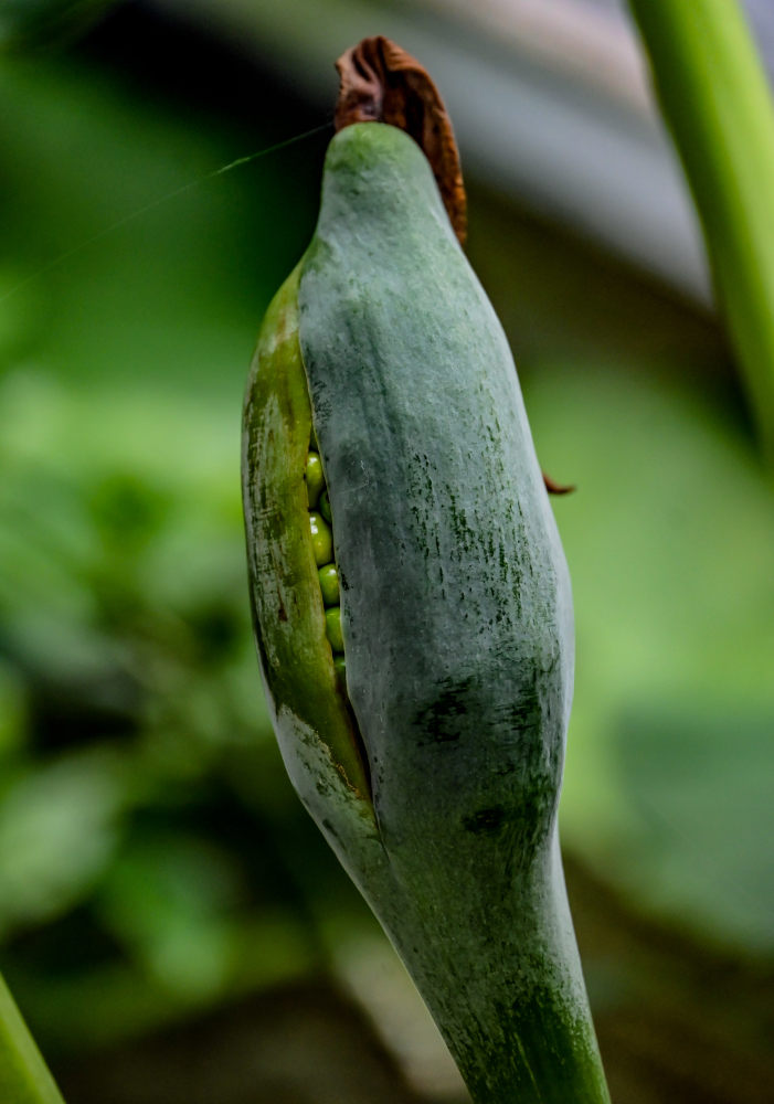 Изображение особи Alocasia macrorrhizos.