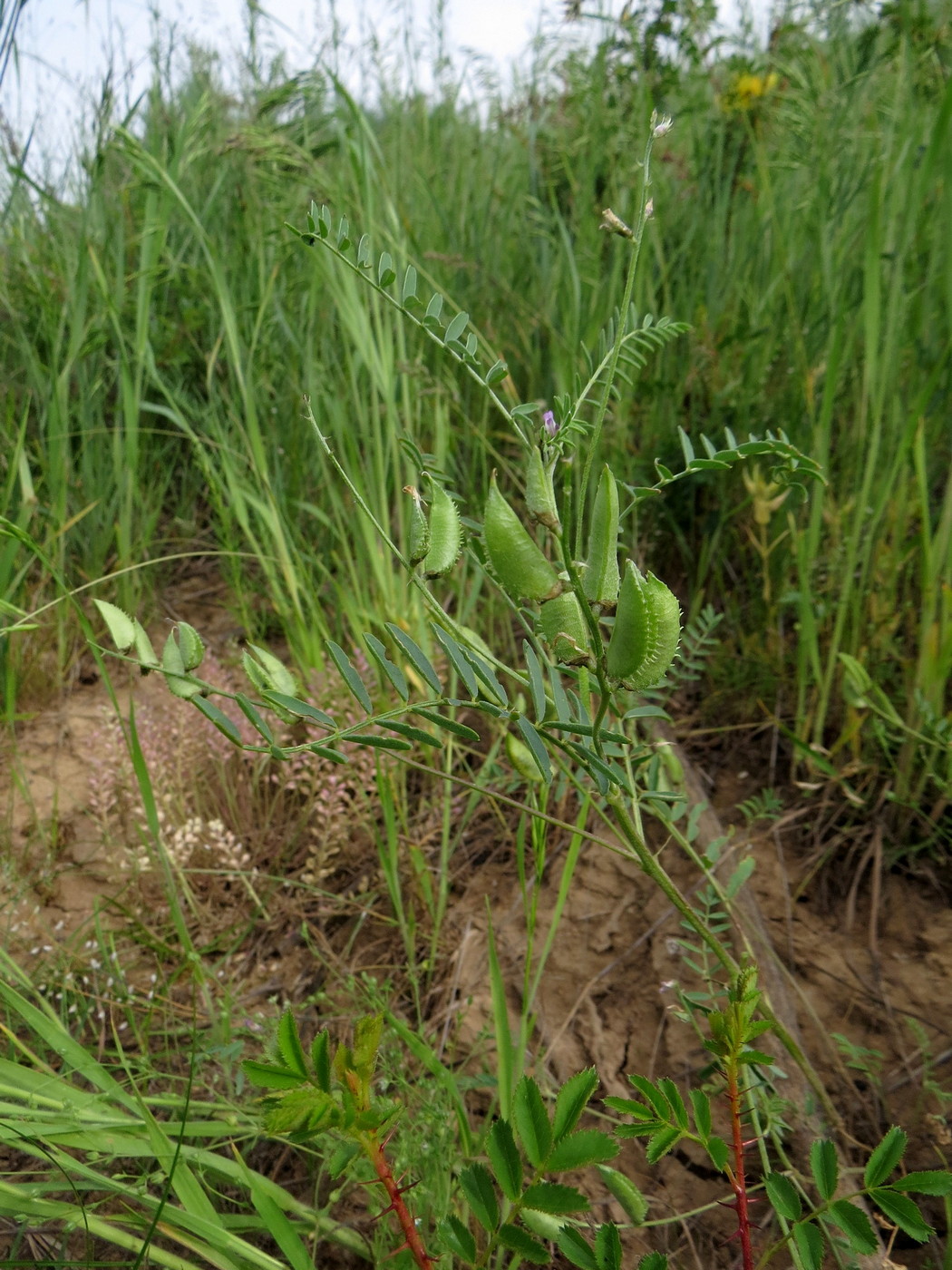 Изображение особи Astragalus compositus.