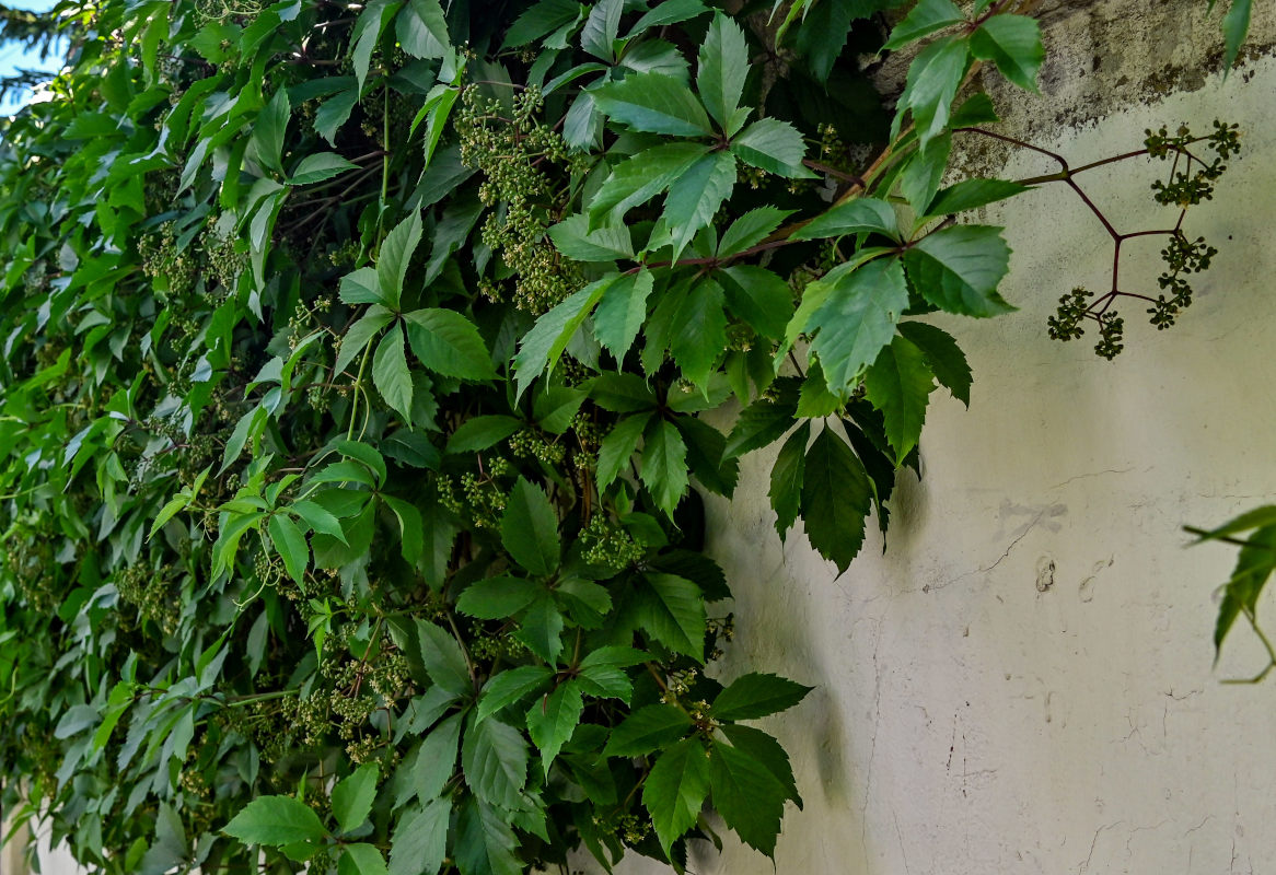 Image of Parthenocissus quinquefolia specimen.