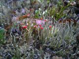 Cladonia macilenta. Подеции с апотециями. Ленинградская обл., Выборгский р-н, Гончаровское сельское поселение, сыроватый хвойно-лиственный лес, на песке. 19.11.2024.