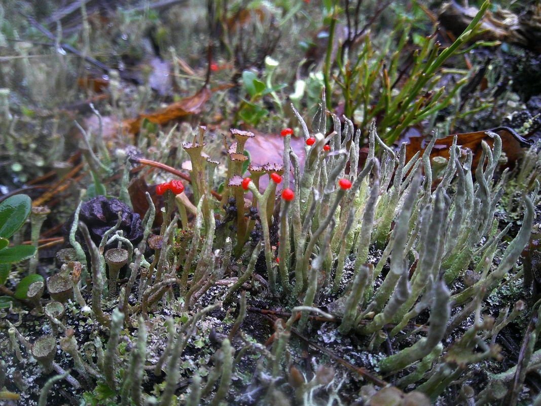 Image of Cladonia macilenta specimen.