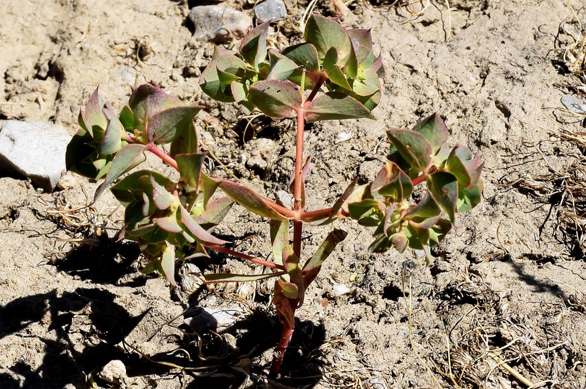 Image of Euphorbia falcata specimen.