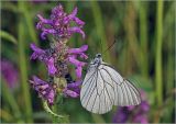 Betonica officinalis