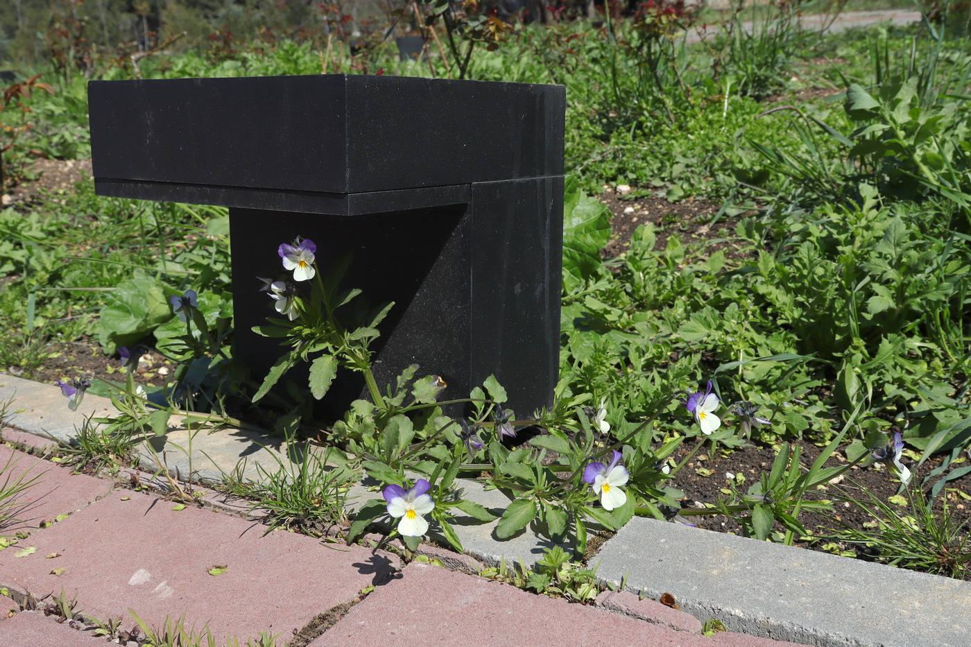 Изображение особи Viola tricolor.