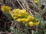 Смотреть изображение Corydalis speciosa