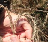 Смотреть изображение Phleum phleoides