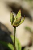 View full-size image Potentilla reptans