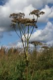 View full-size image Angelica sylvestris
