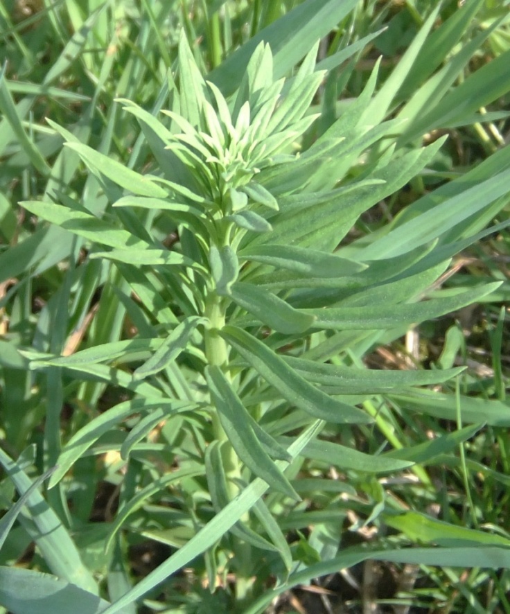 Image of genus Linaria specimen.