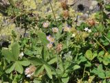 View full-size image Erigeron orientalis