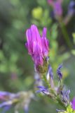 View full-size image genus Astragalus