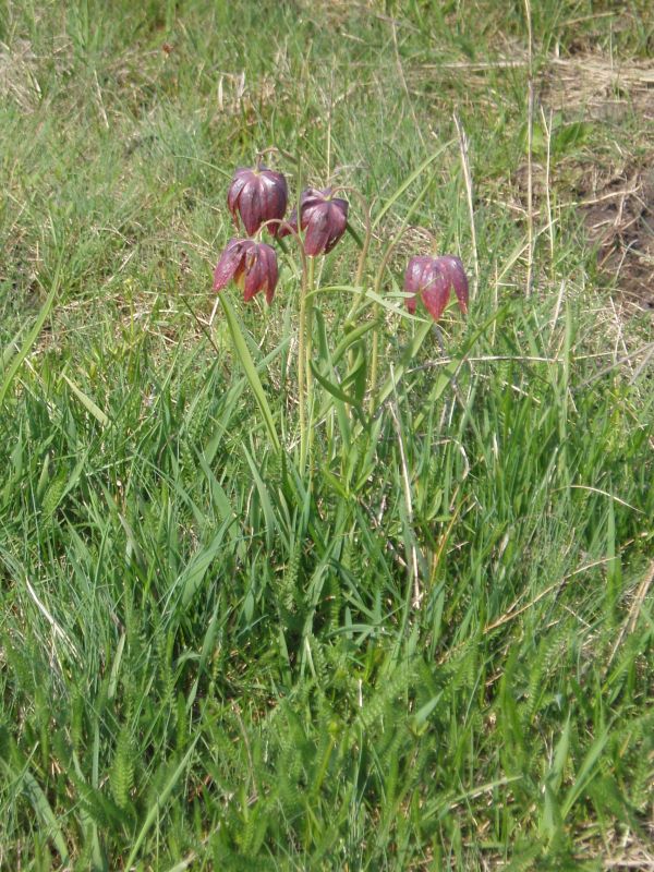 Image of Fritillaria meleagris specimen.