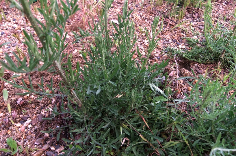 Image of genus Centaurea specimen.