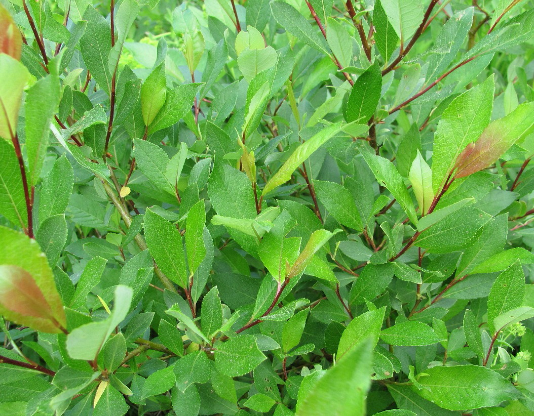 Image of Salix &times; tetrapla specimen.