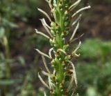 Plantago cornuti