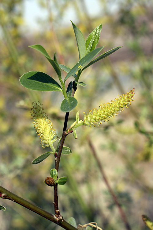 Image of genus Salix specimen.