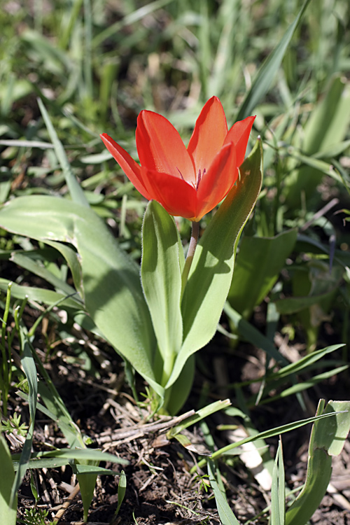 Изображение особи Tulipa praestans.