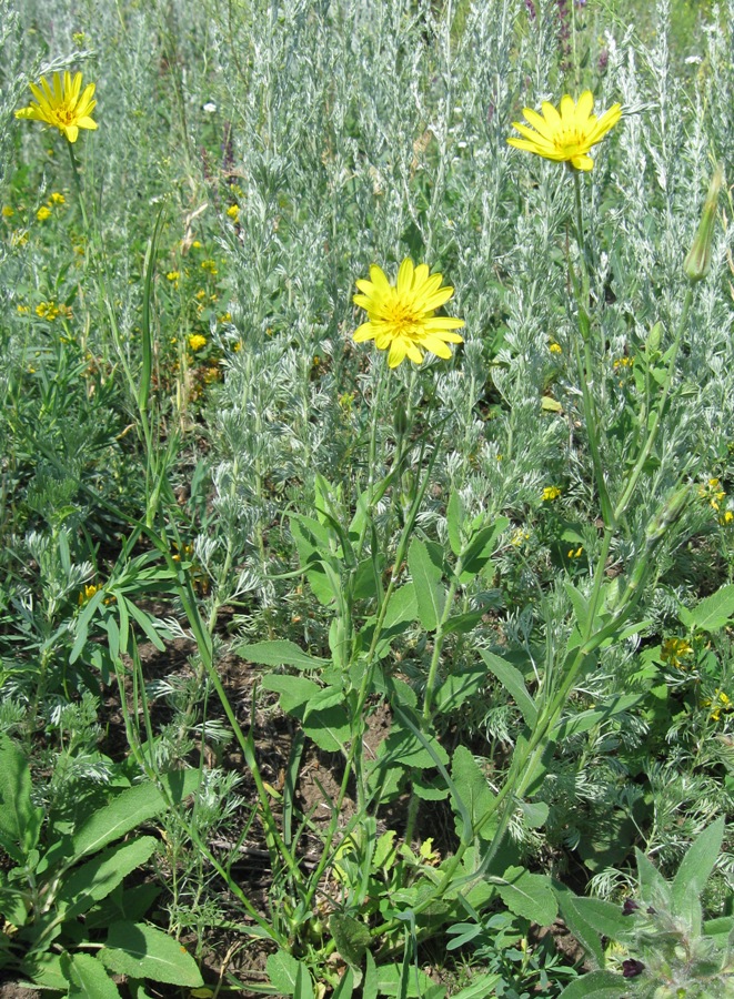 Изображение особи род Tragopogon.