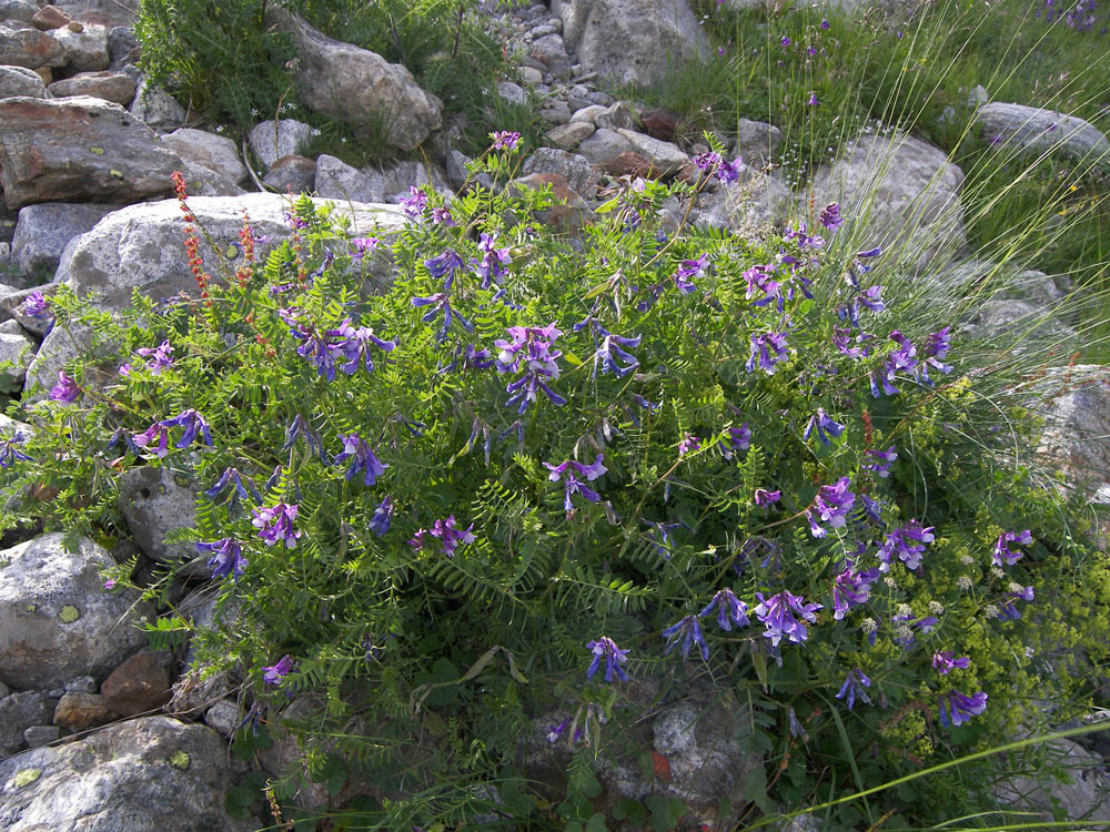 Изображение особи Vicia sosnowskyi.