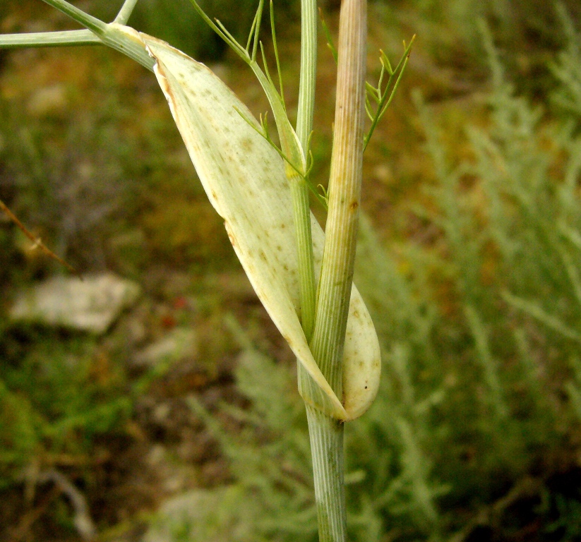 Image of Galagania platypoda specimen.