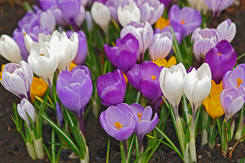 Image of Crocus vernus specimen.