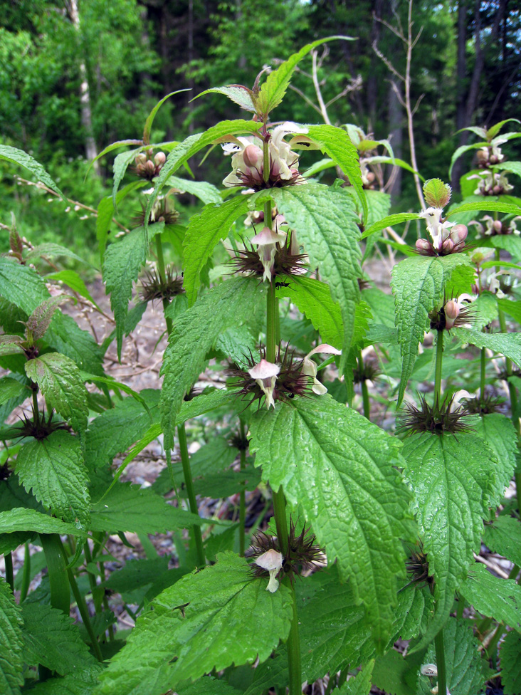 Image of Lamium barbatum specimen.