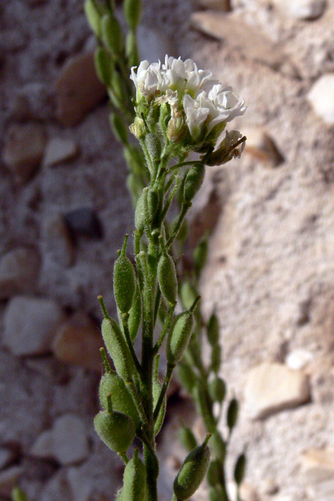 Image of Berteroa incana specimen.