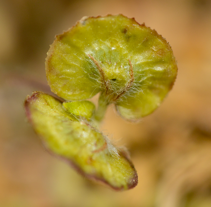 Image of Hymenocarpos circinnatus specimen.