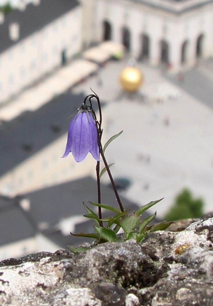 Image of Campanula cochleariifolia specimen.