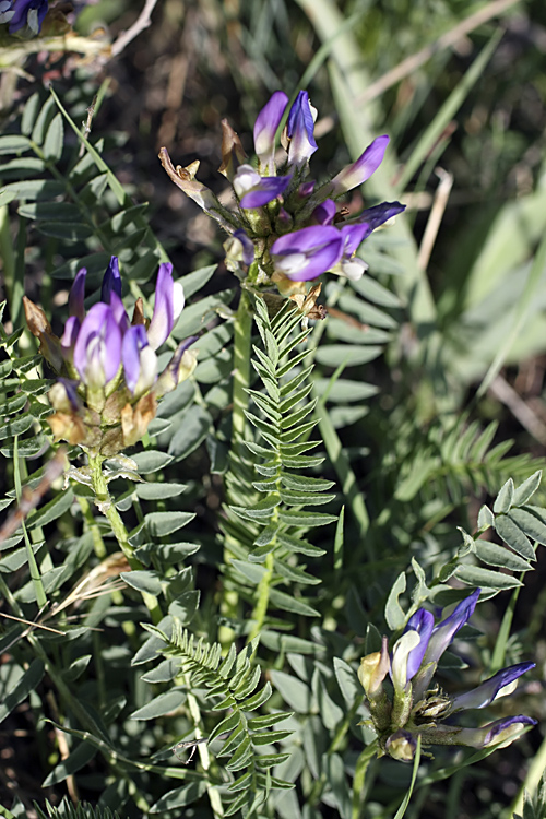 Изображение особи Astragalus skorniakowii.