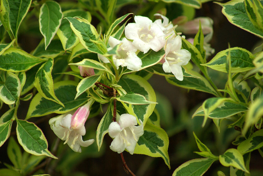 Image of Weigela florida specimen.