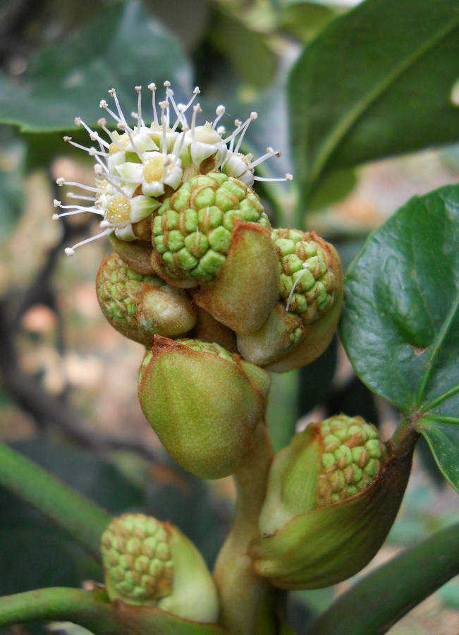 Image of Fatsia japonica specimen.