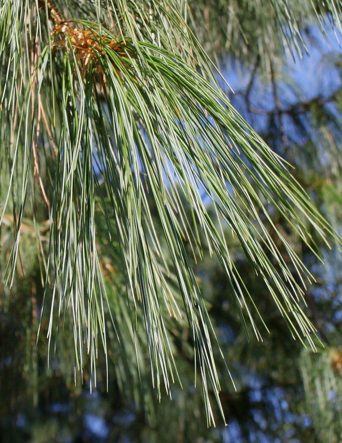 Изображение особи Pinus wallichiana.