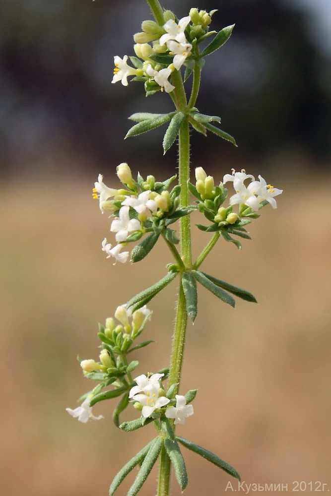 Image of Galium humifusum specimen.