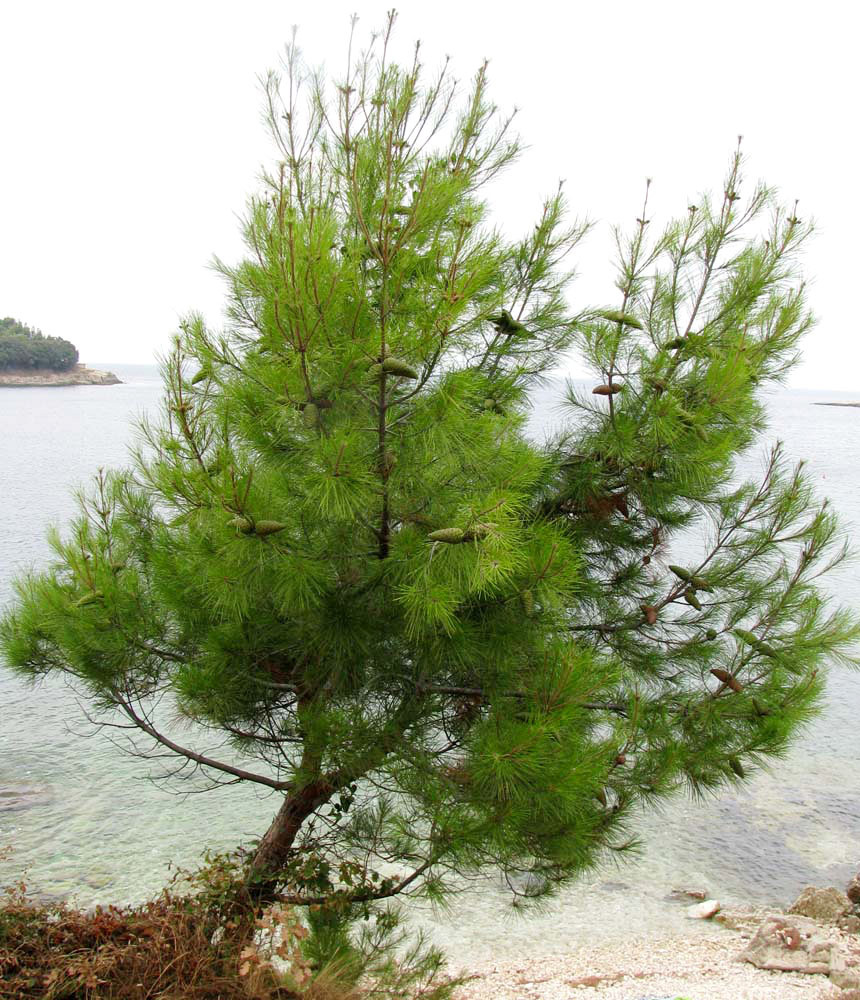 Image of Pinus halepensis specimen.