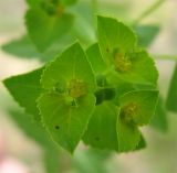 Euphorbia oxyodonta. Соцветие. Израиль, Северный Негев, лес Лаав. 25.02.2013.