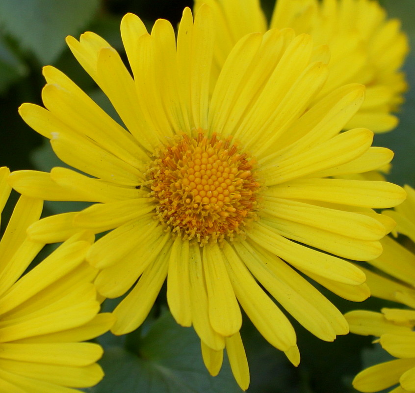 Image of Doronicum orientale specimen.