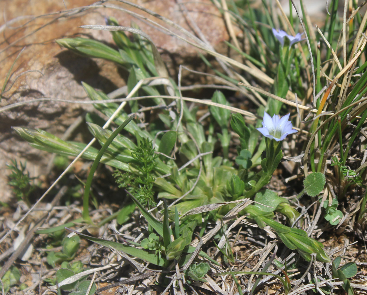 Image of Gentiana aquatica specimen.