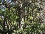 Pinus gerardiana. Нижняя часть ствола с отходящими ветвями. Южный берег Крыма, Никитский ботанический сад. 21.05.2013.